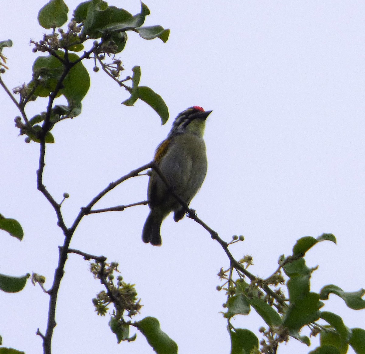 Red-fronted Tinkerbird - Bill Crins
