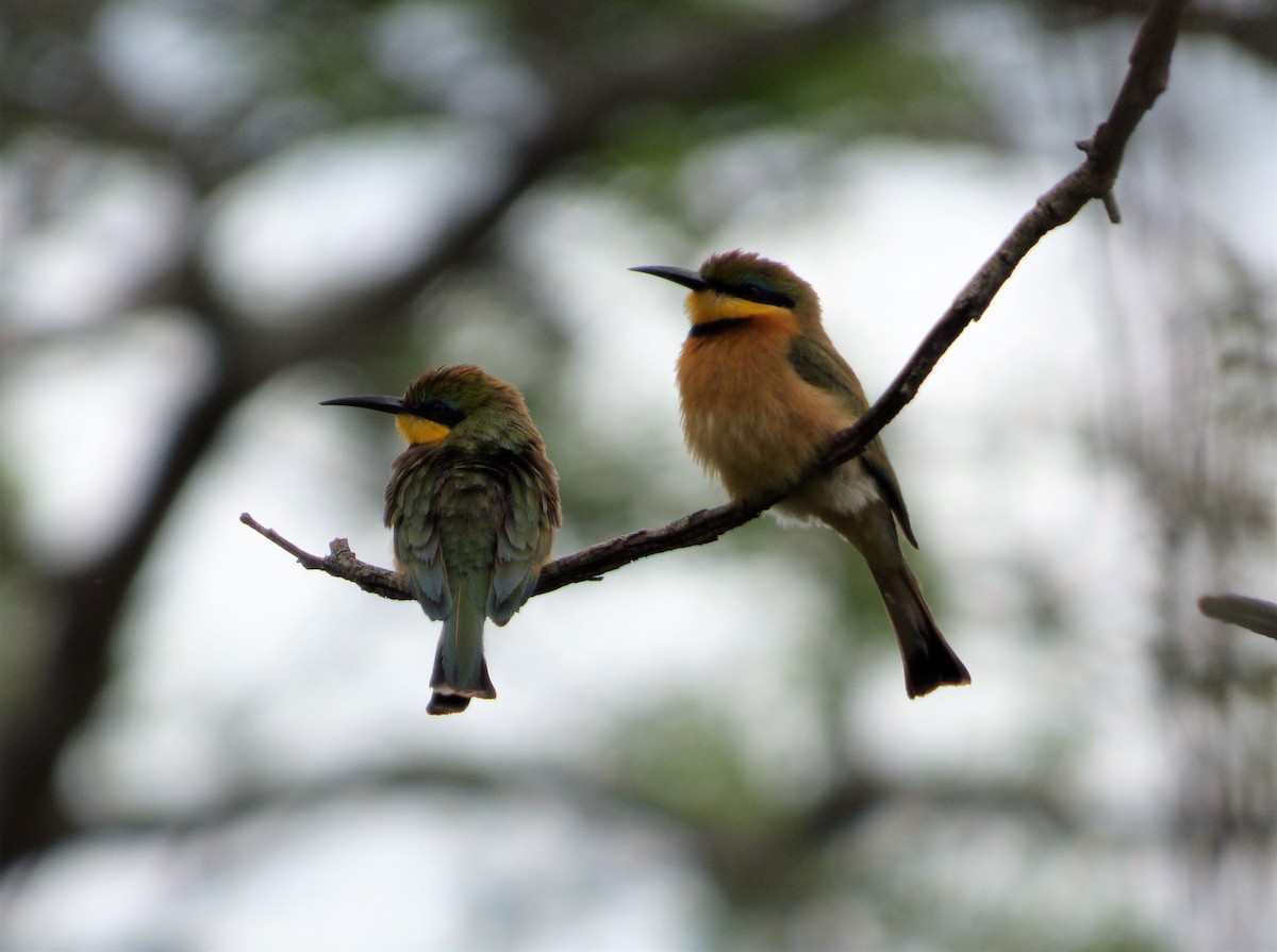 Little Bee-eater - Bill Crins