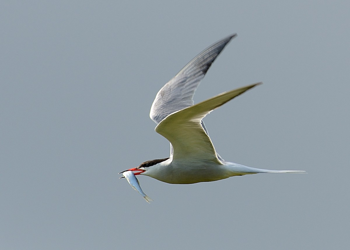 Common Tern - Hans Norelius