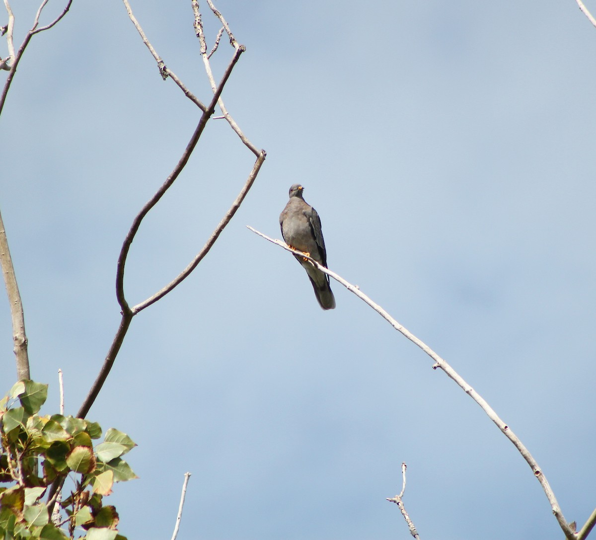 Band-tailed Pigeon - Logan Lalonde