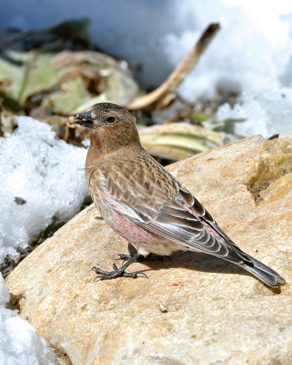 Brown-capped Rosy-Finch - ML141765731