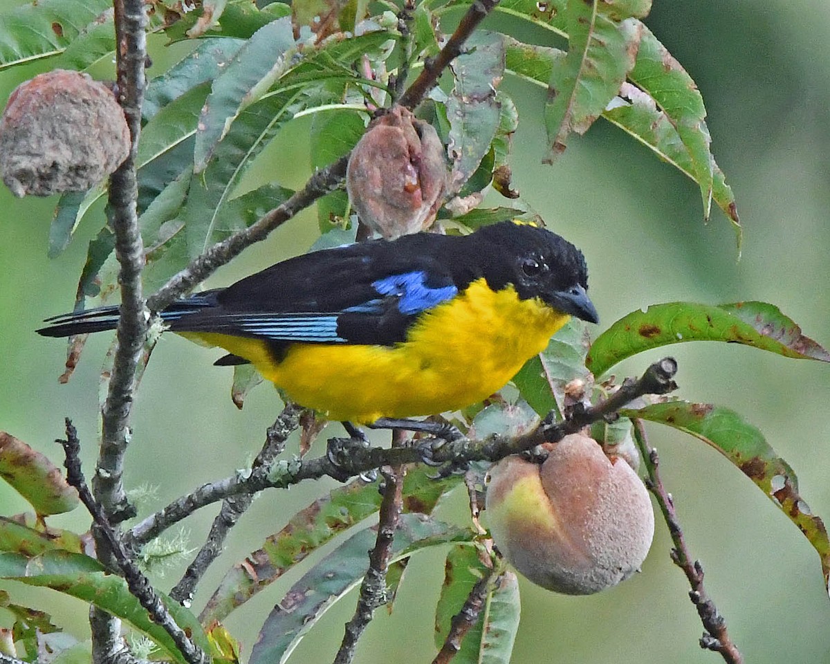 Blue-winged Mountain Tanager - ML141765961