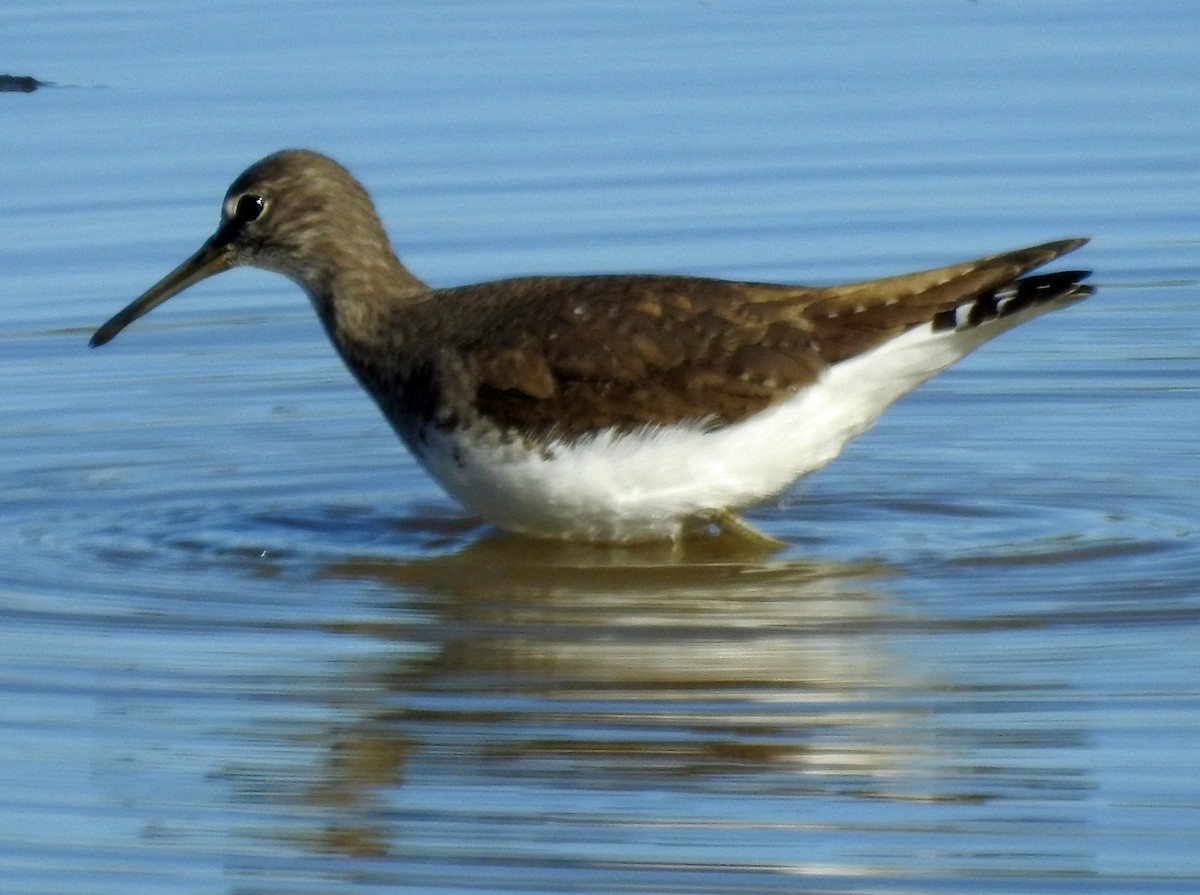 Green Sandpiper - Brian Carruthers