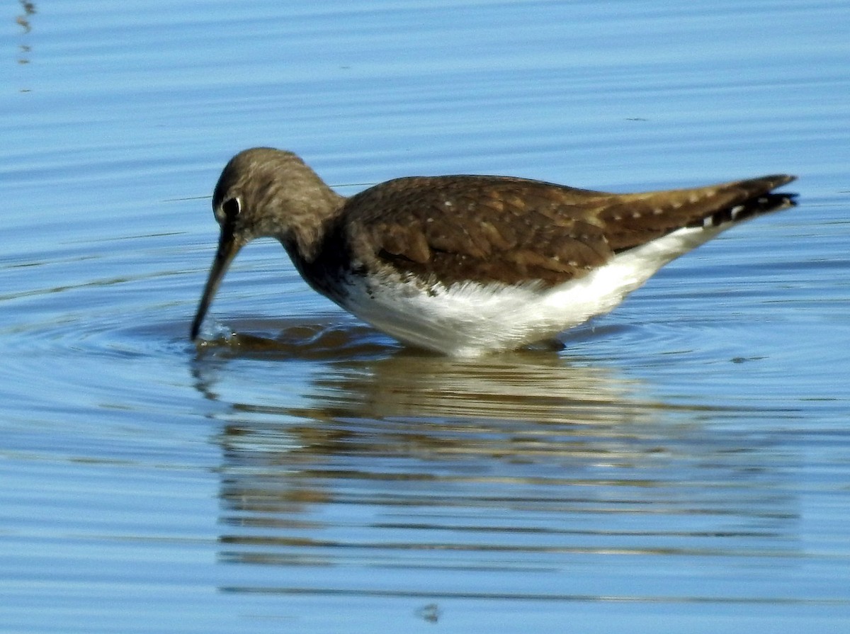Green Sandpiper - Brian Carruthers