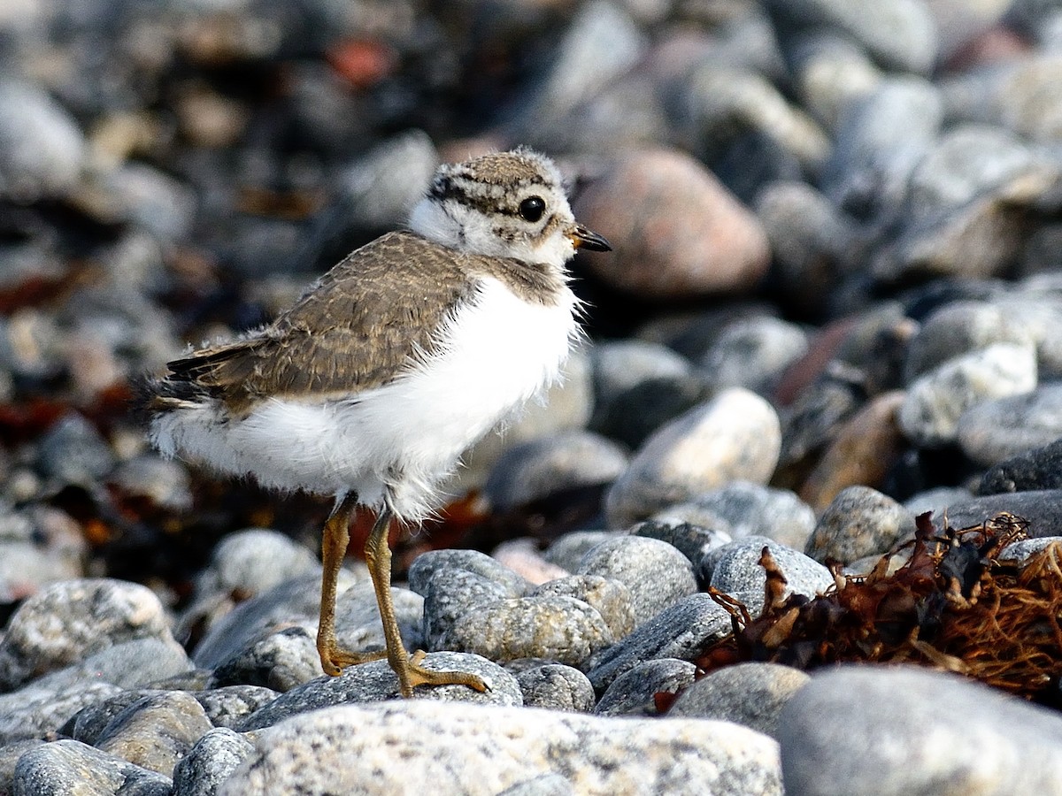 Common Ringed Plover - ML141768551