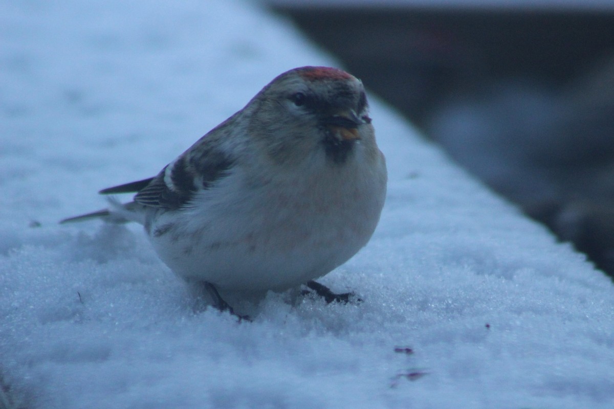 Common/Hoary Redpoll - Anita Meagher