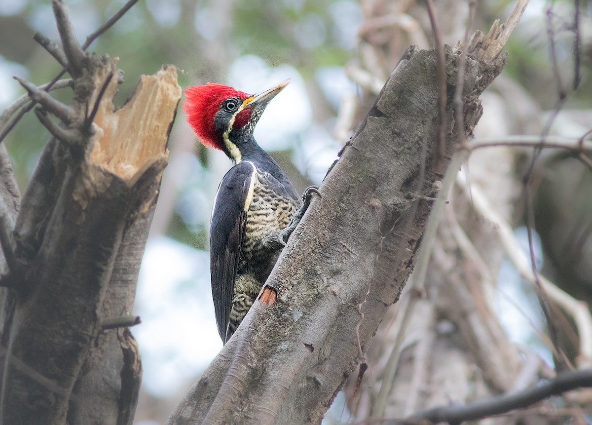 Lineated Woodpecker - David Sutton