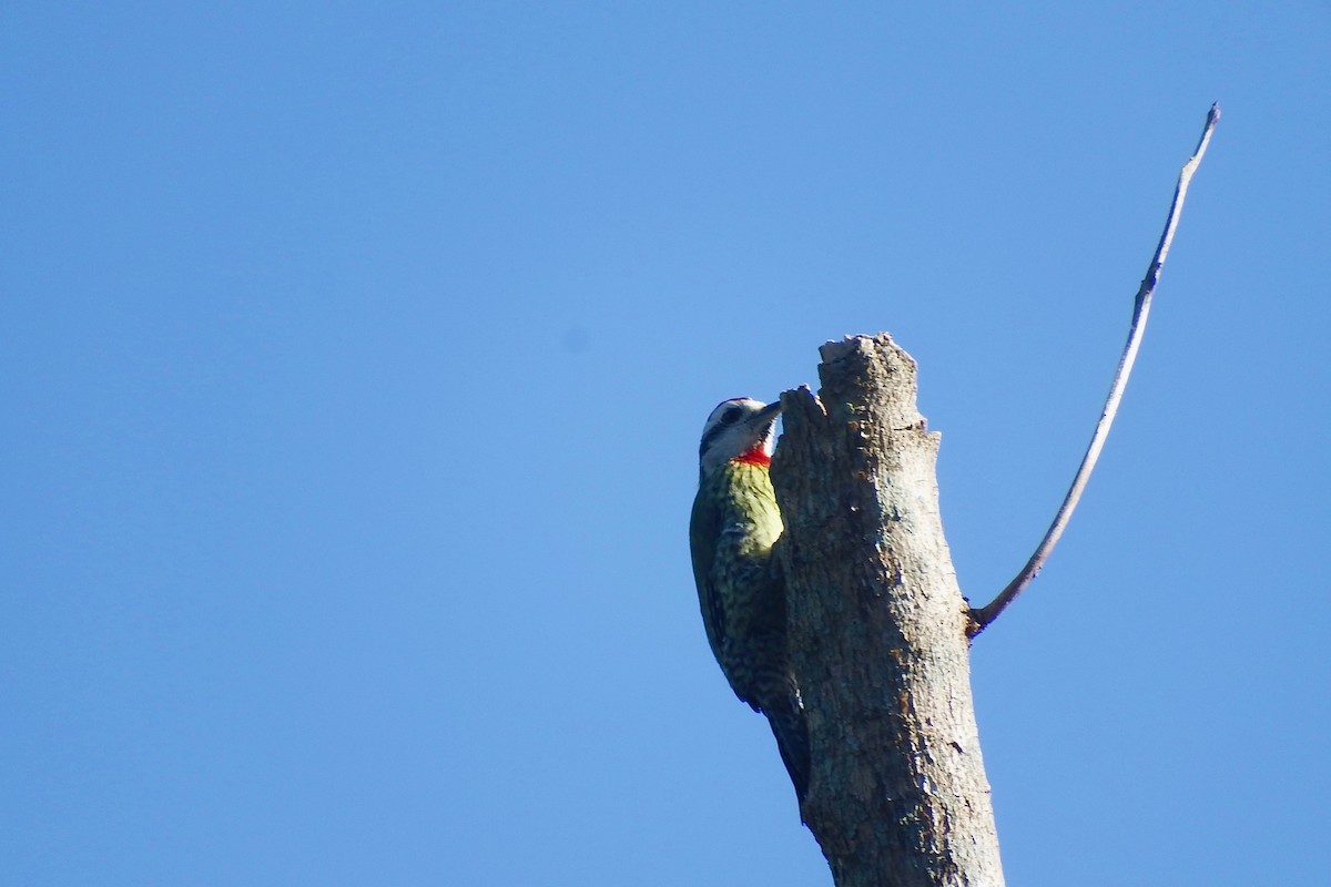 Cuban Green Woodpecker - Deirdre Robinson