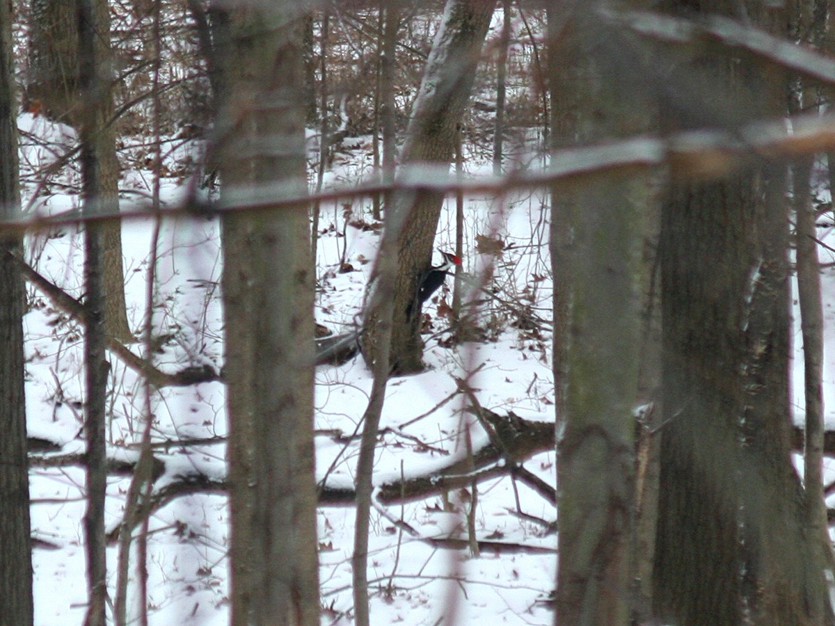 Pileated Woodpecker - Sherry Plessner