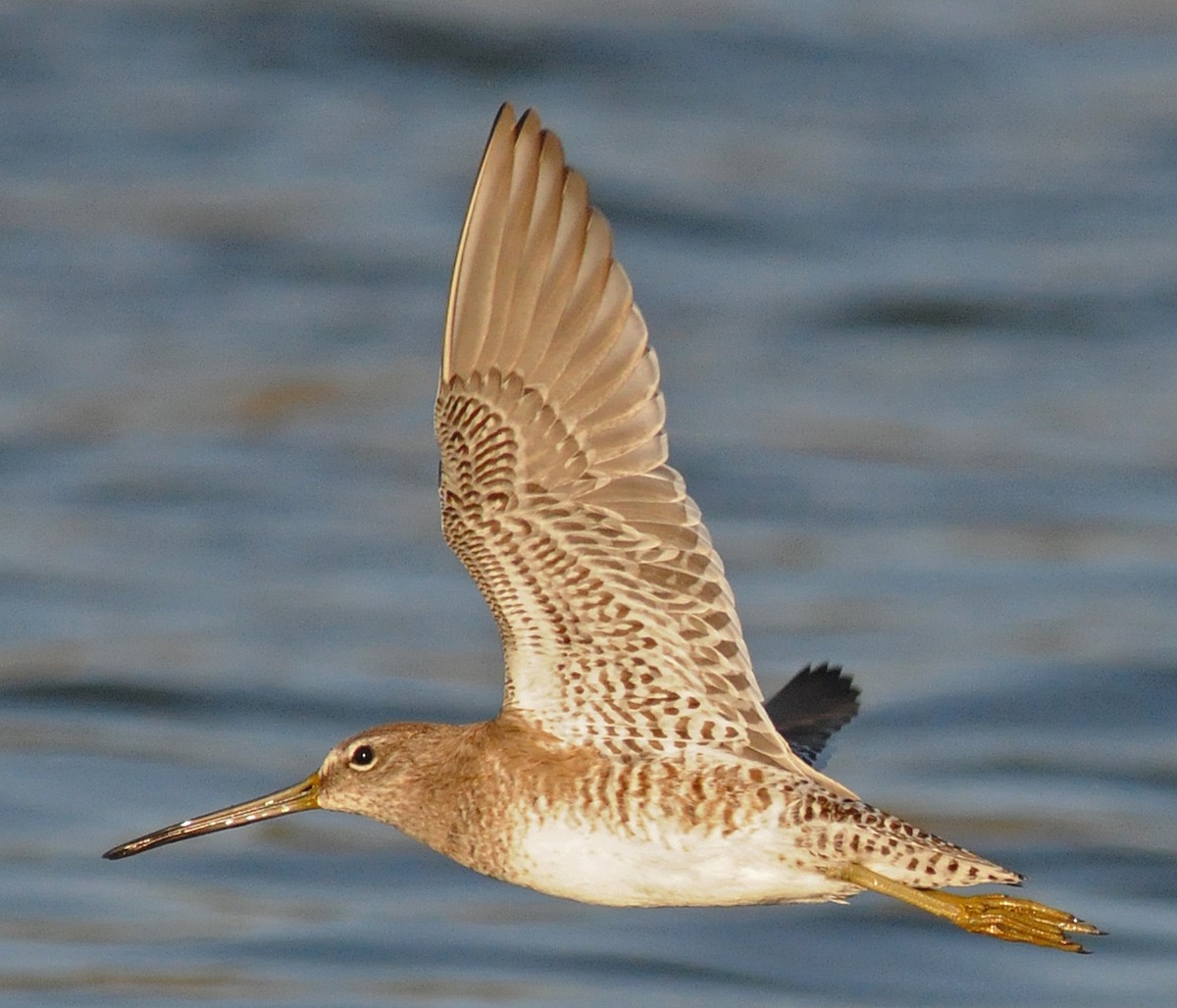 Long-billed Dowitcher - ML141773971