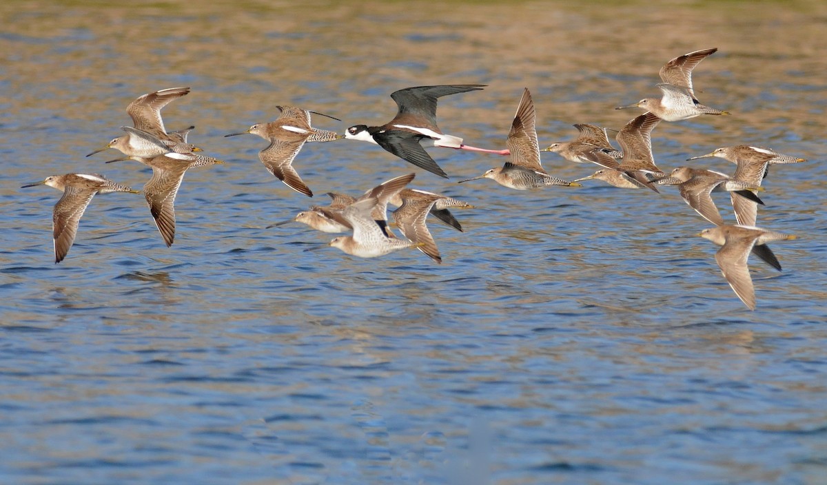 Long-billed Dowitcher - ML141773991