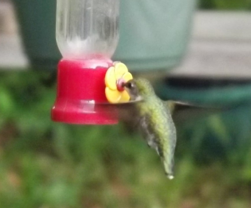 Ruby-throated Hummingbird - Sandra Hinton