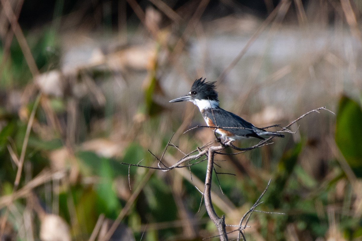 Belted Kingfisher - ML141775201