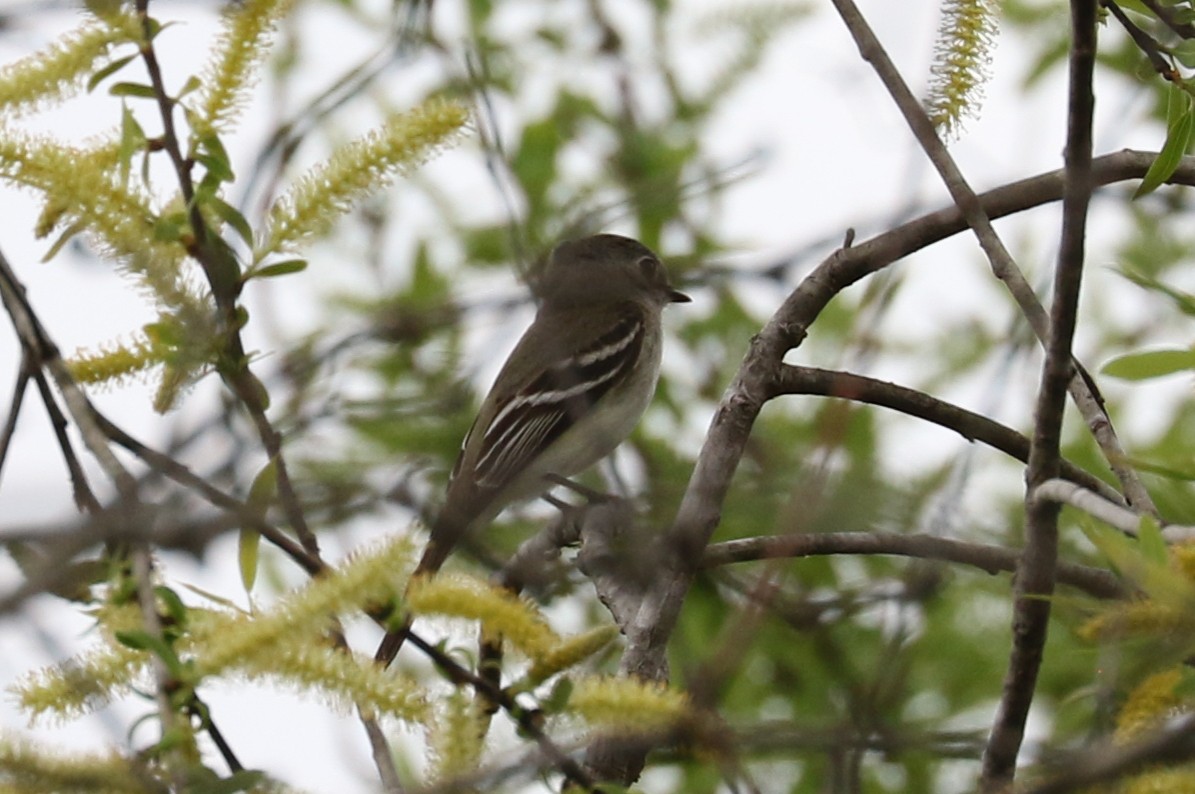 Least Flycatcher - Trina Anderson