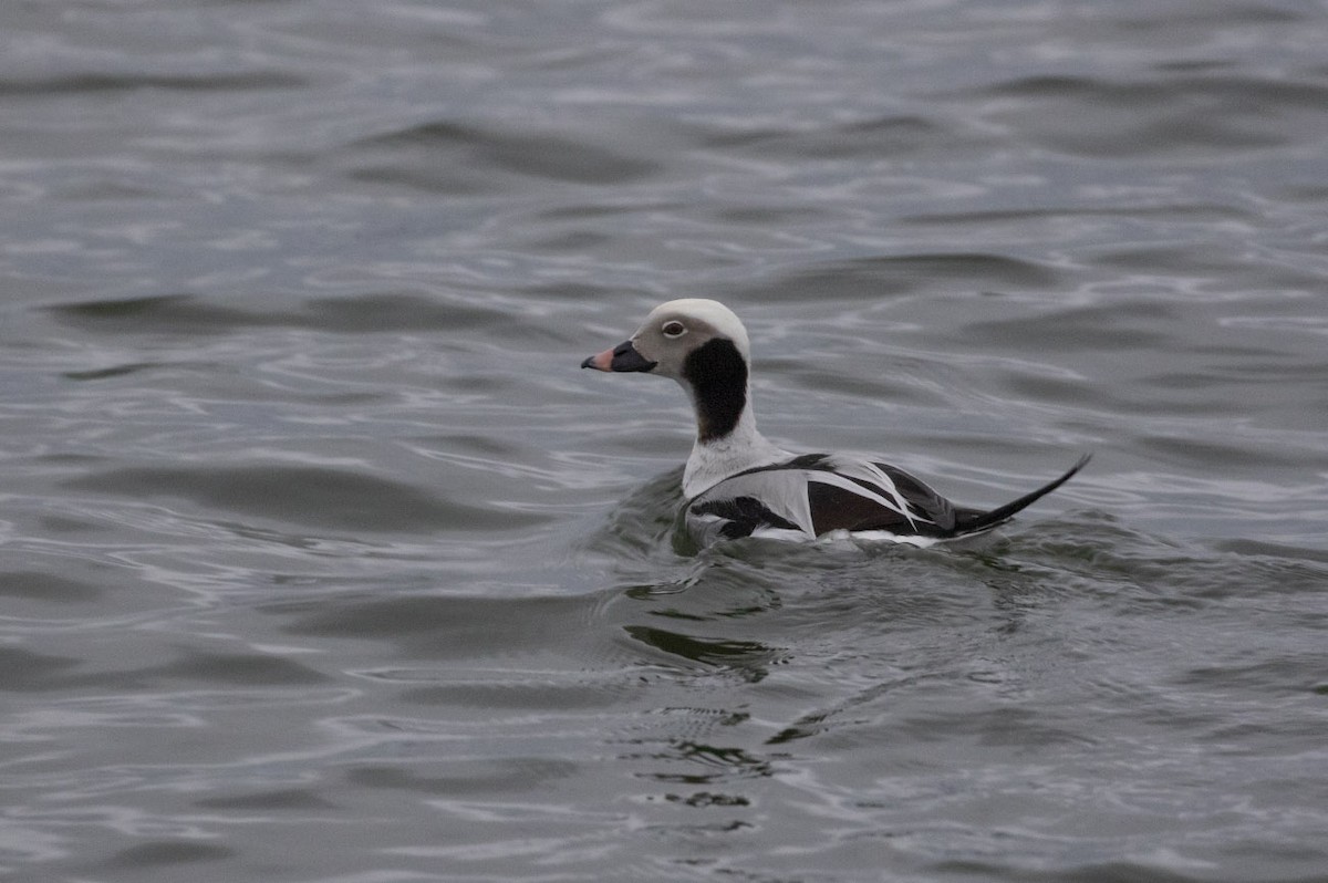 Long-tailed Duck - Michael Todd