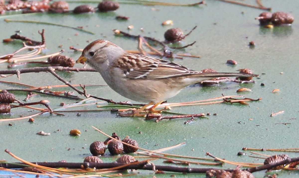 White-crowned Sparrow - Charlotte Byers