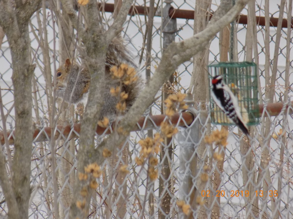 Downy Woodpecker (Eastern) - Edward Tomes