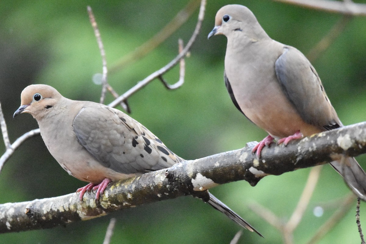 Mourning Dove - Timothy Carstens