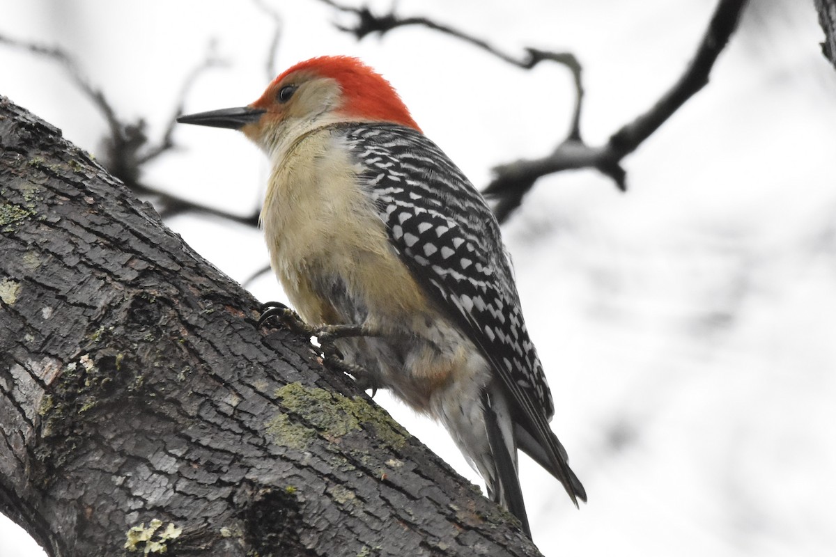 Red-bellied Woodpecker - Timothy Carstens
