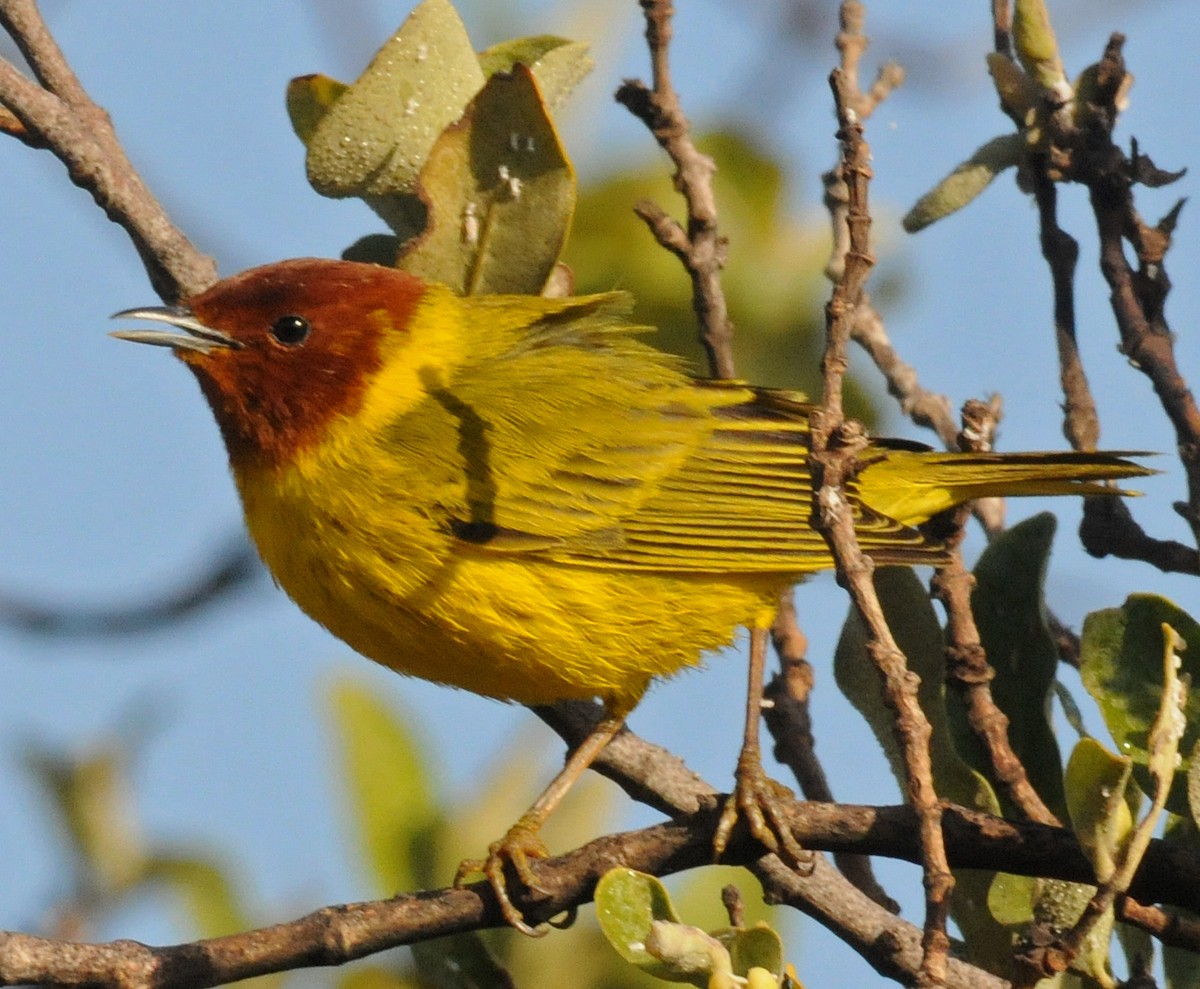 Yellow Warbler (Mangrove) - Steven Mlodinow