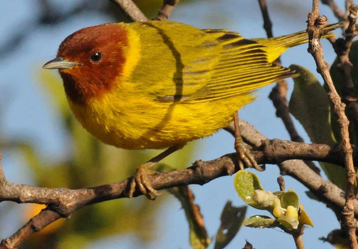 Yellow Warbler (Mangrove) - ML141776141
