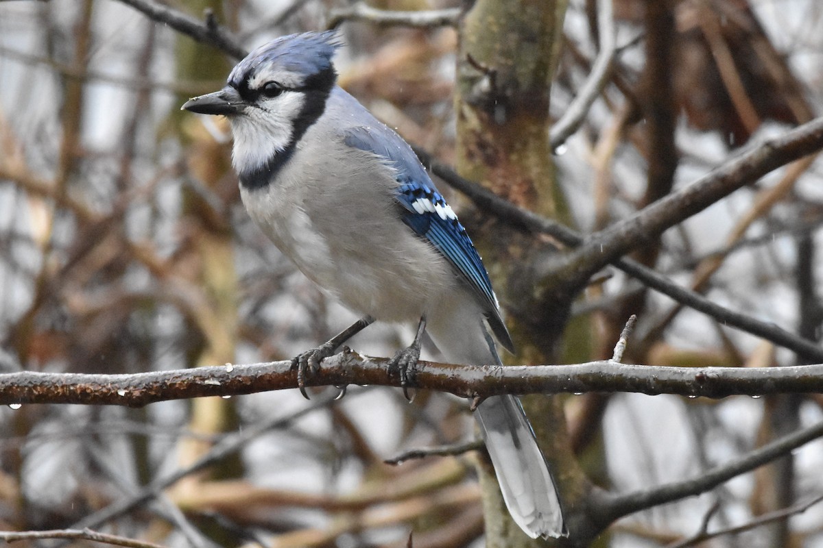 Blue Jay - Timothy Carstens