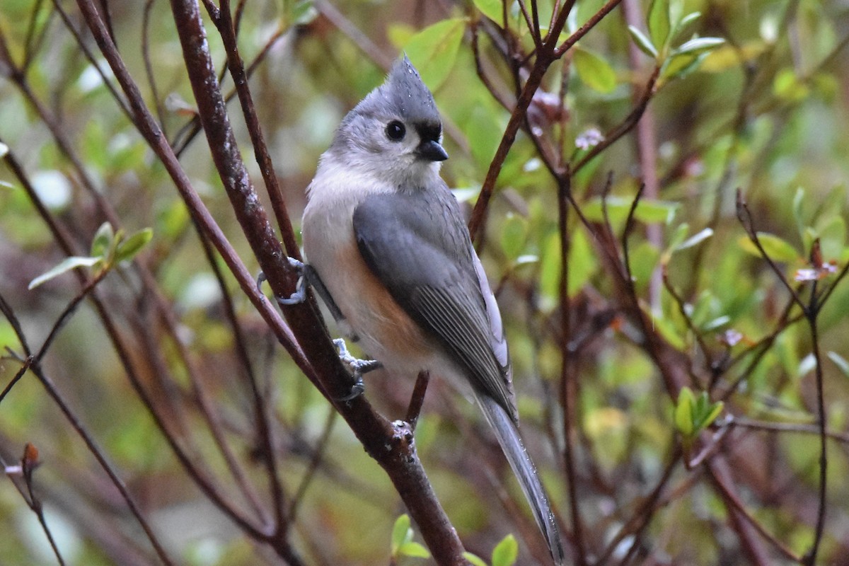 Tufted Titmouse - Timothy Carstens