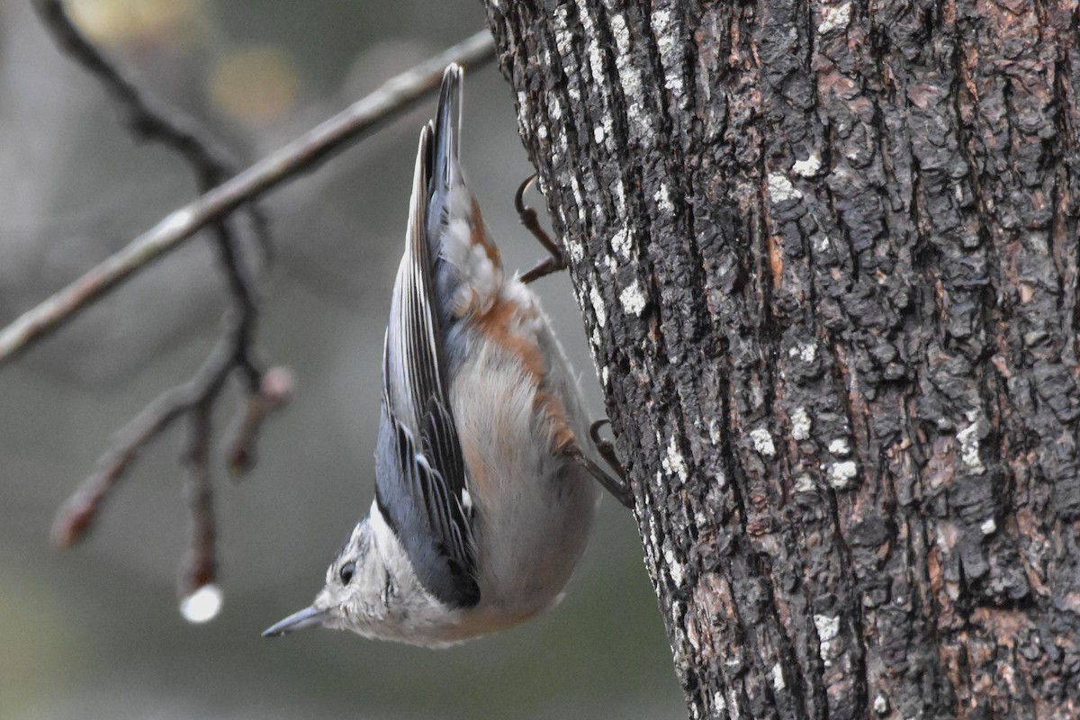 White-breasted Nuthatch - Timothy Carstens
