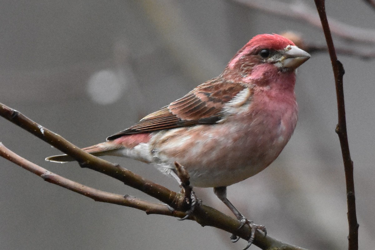 Purple Finch - Timothy Carstens