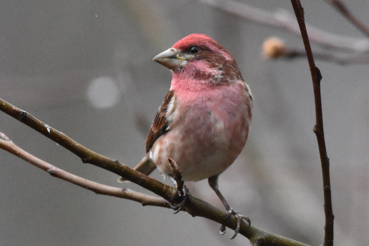 Purple Finch - Timothy Carstens