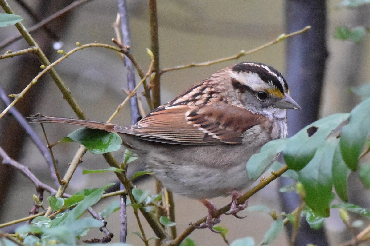 White-throated Sparrow - Timothy Carstens