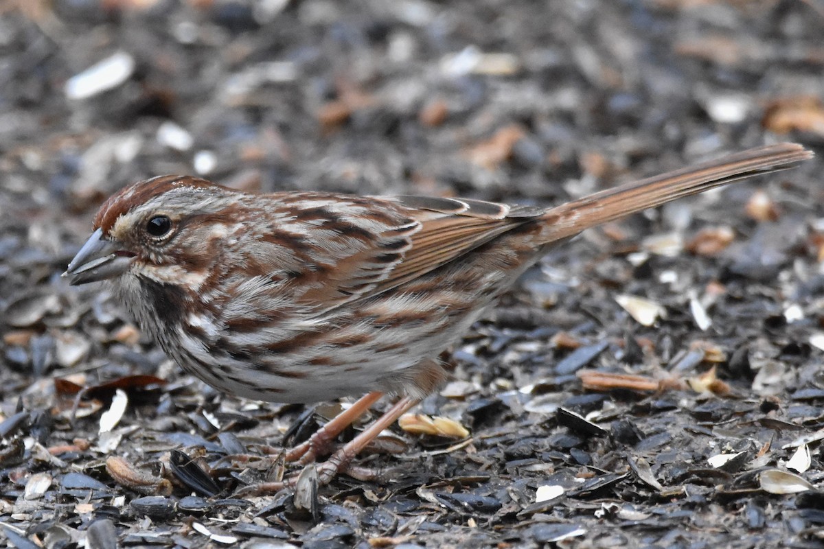 Song Sparrow - Timothy Carstens