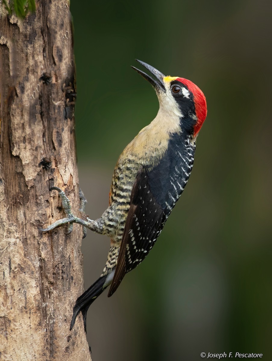 Black-cheeked Woodpecker - Joseph Pescatore
