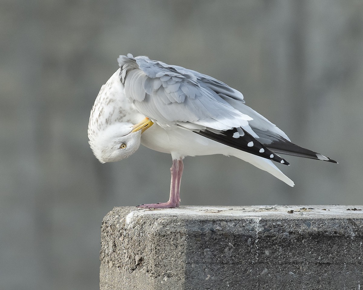 Herring Gull (American) - Scott Logan