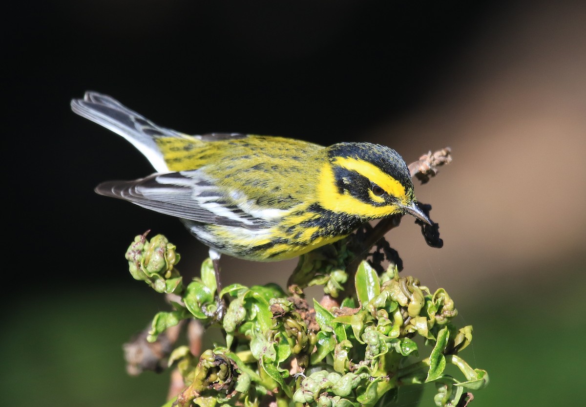 Townsend's Warbler - Janet Kelly