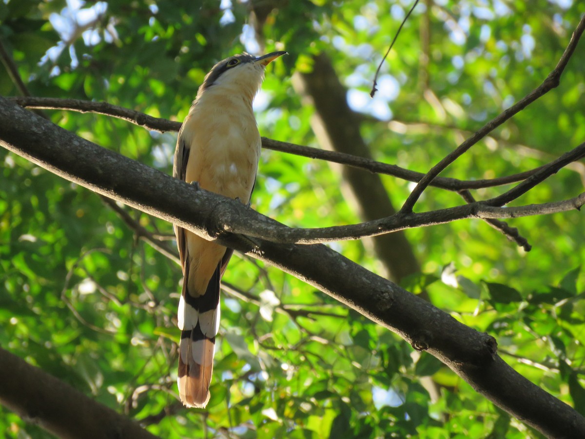 Mangrove Cuckoo - Jafeth Zablah