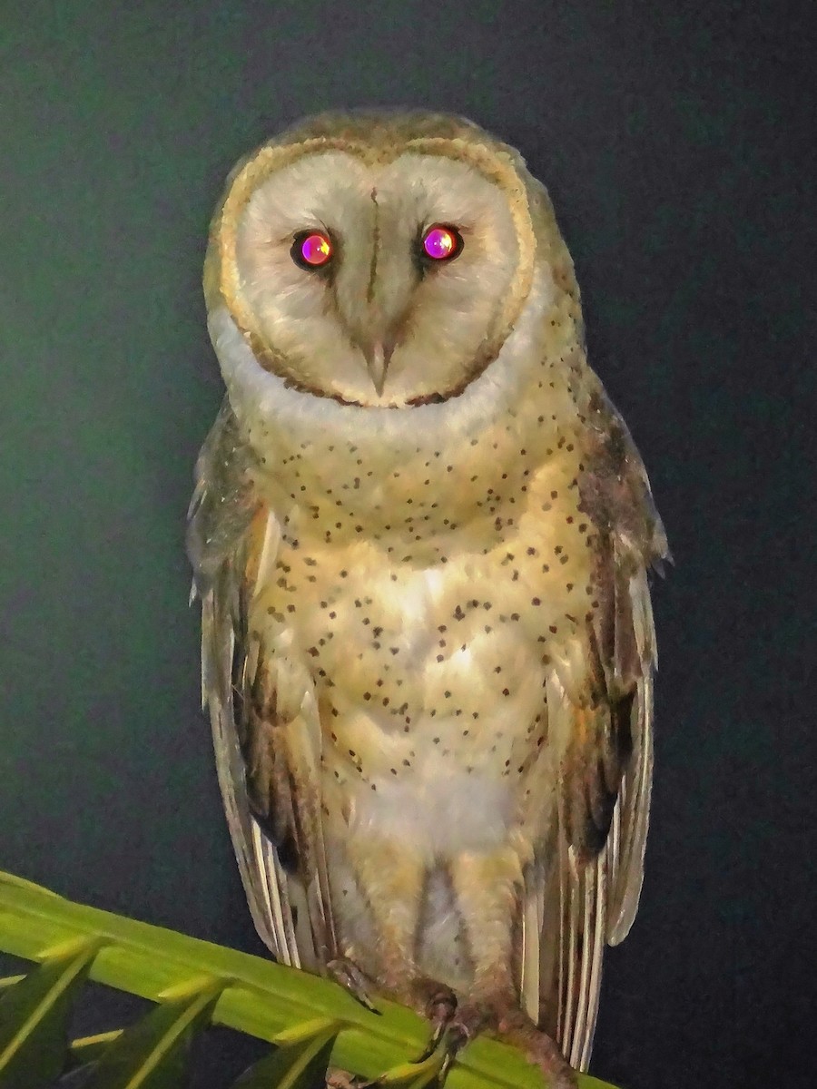 Barn Owl - Gabriel Bonfa