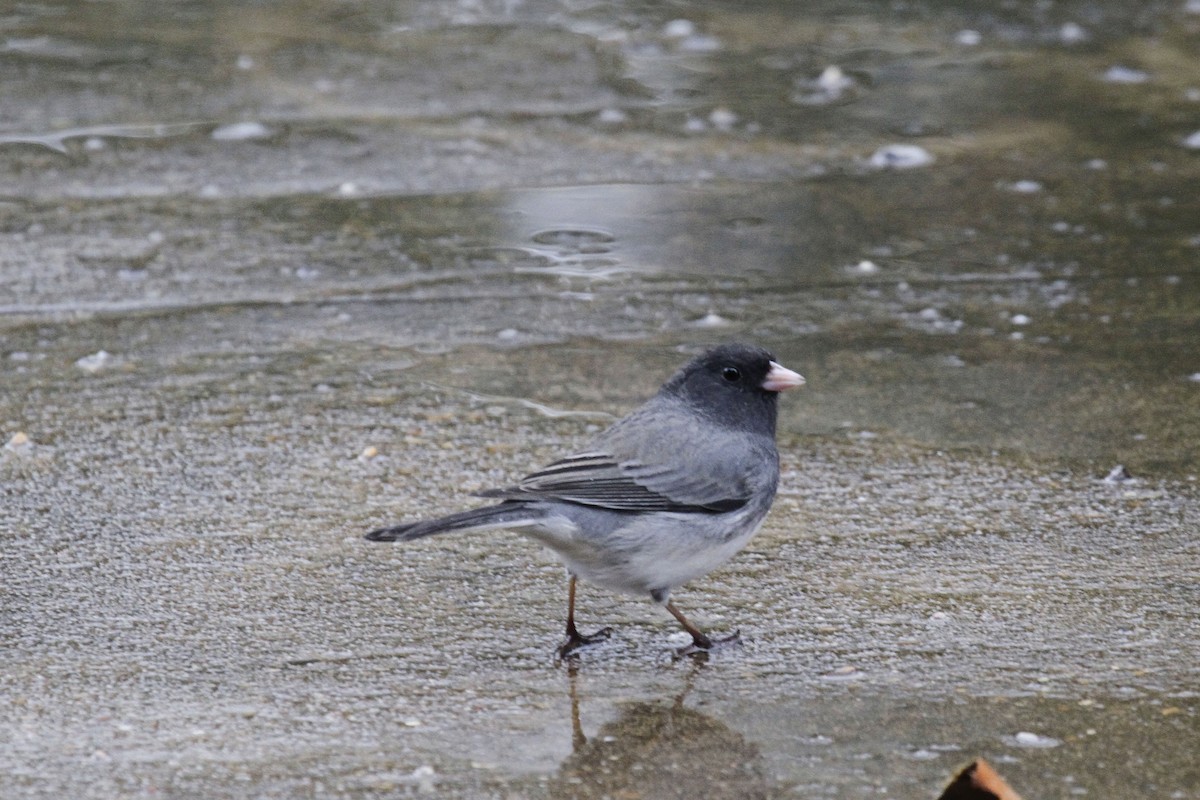 Dark-eyed Junco - Connie Guillory