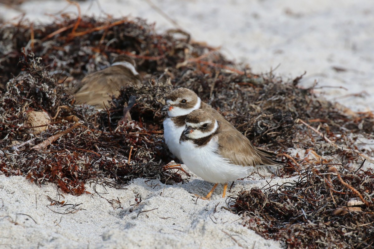 Semipalmated Plover - Denis Tétreault