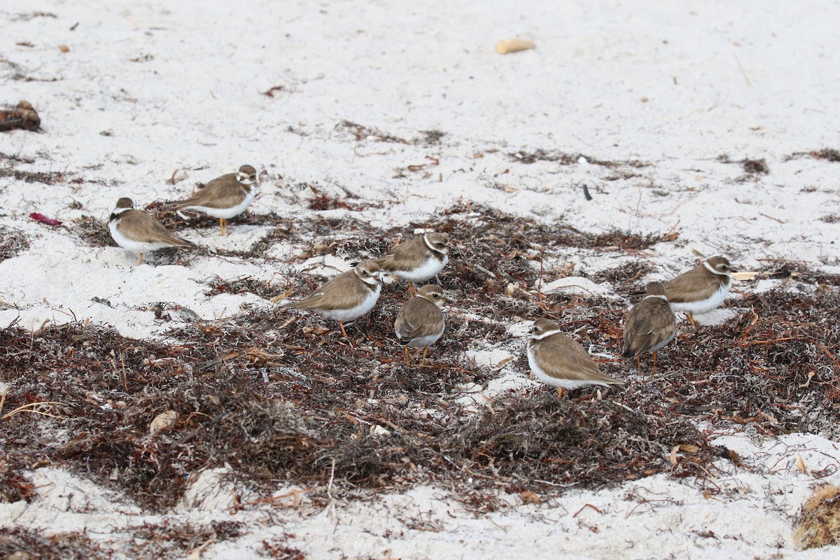 Semipalmated Plover - ML141782131