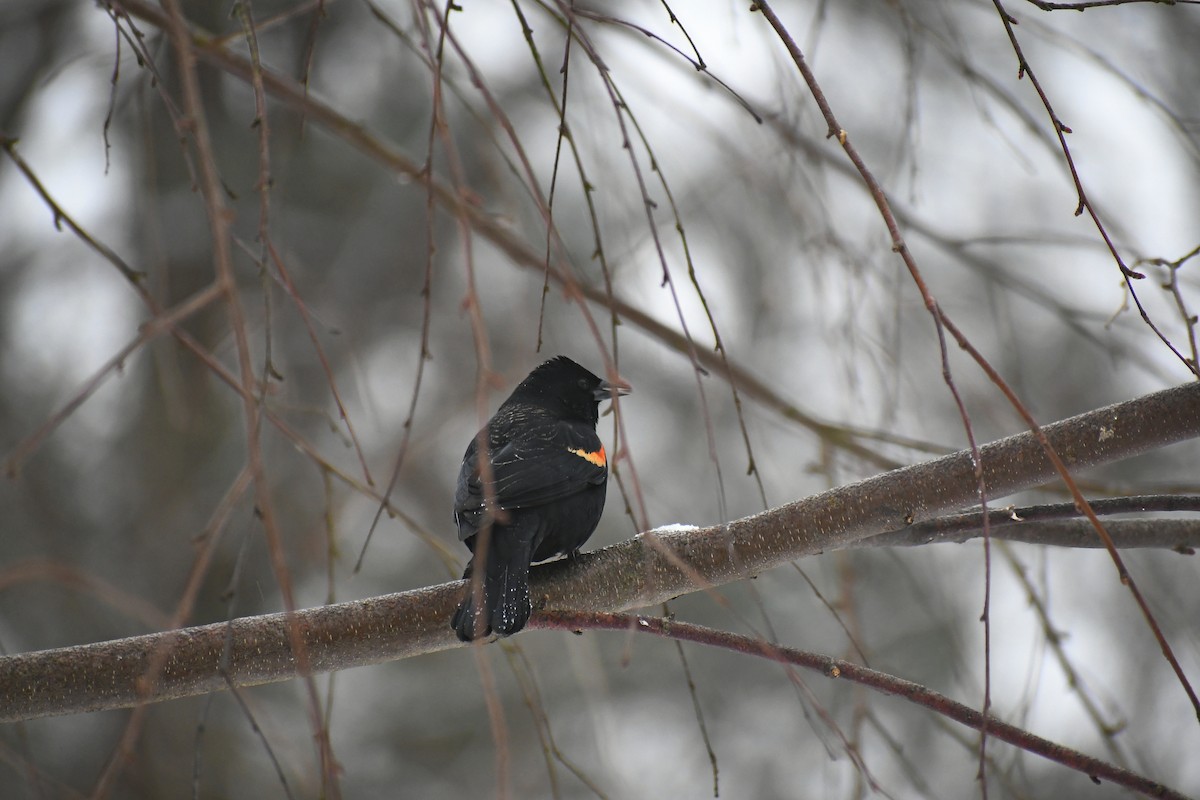 Red-winged Blackbird (Red-winged) - Jesse Adkins