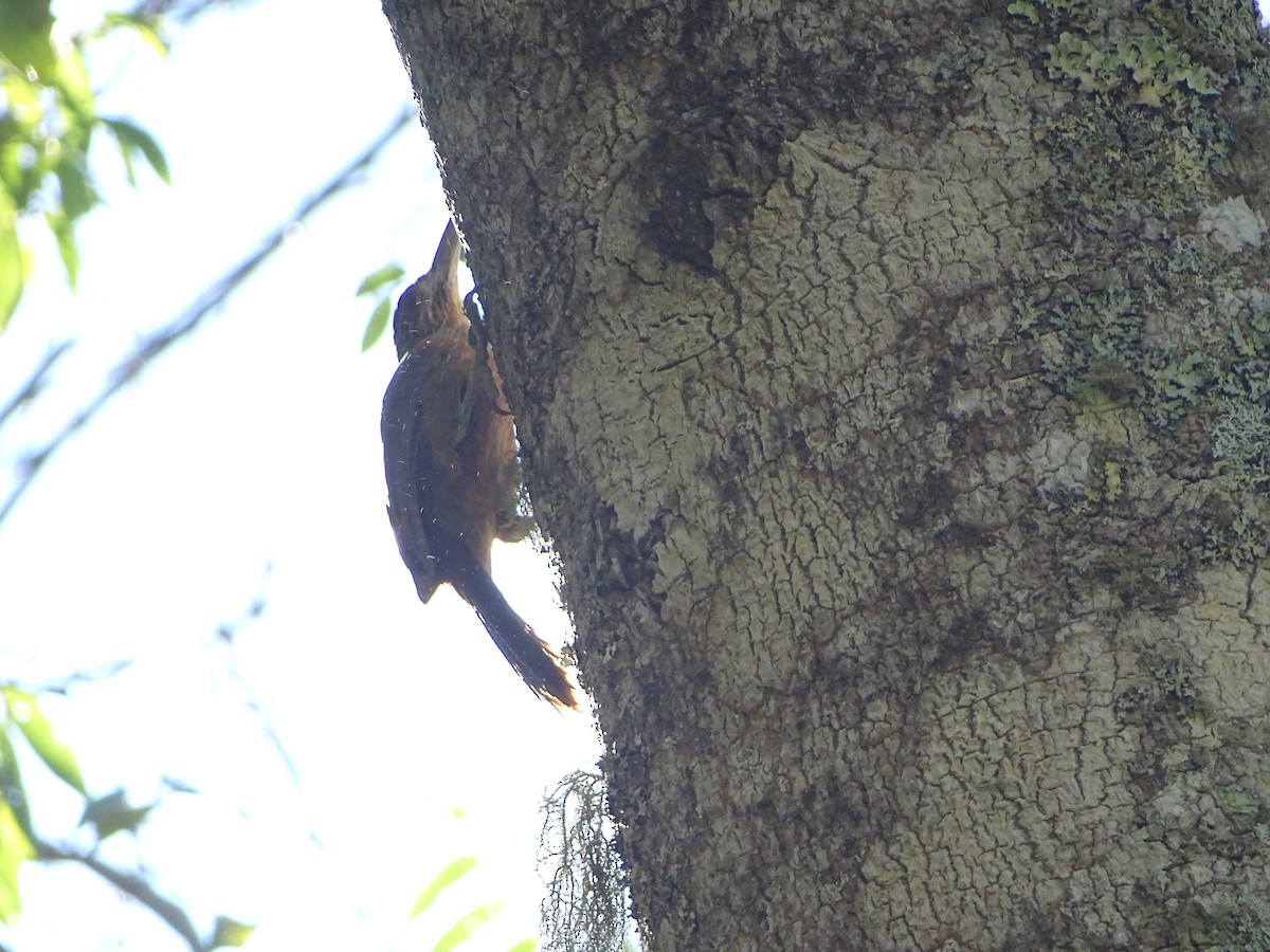 Strong-billed Woodcreeper - ML141785821
