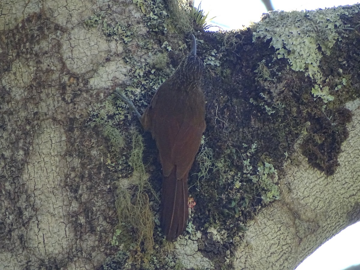 Strong-billed Woodcreeper - ML141785831