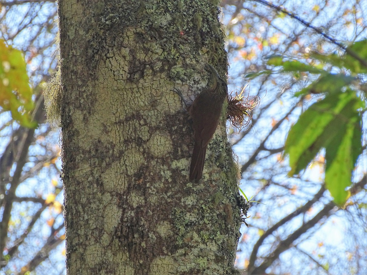 Strong-billed Woodcreeper - ML141785851