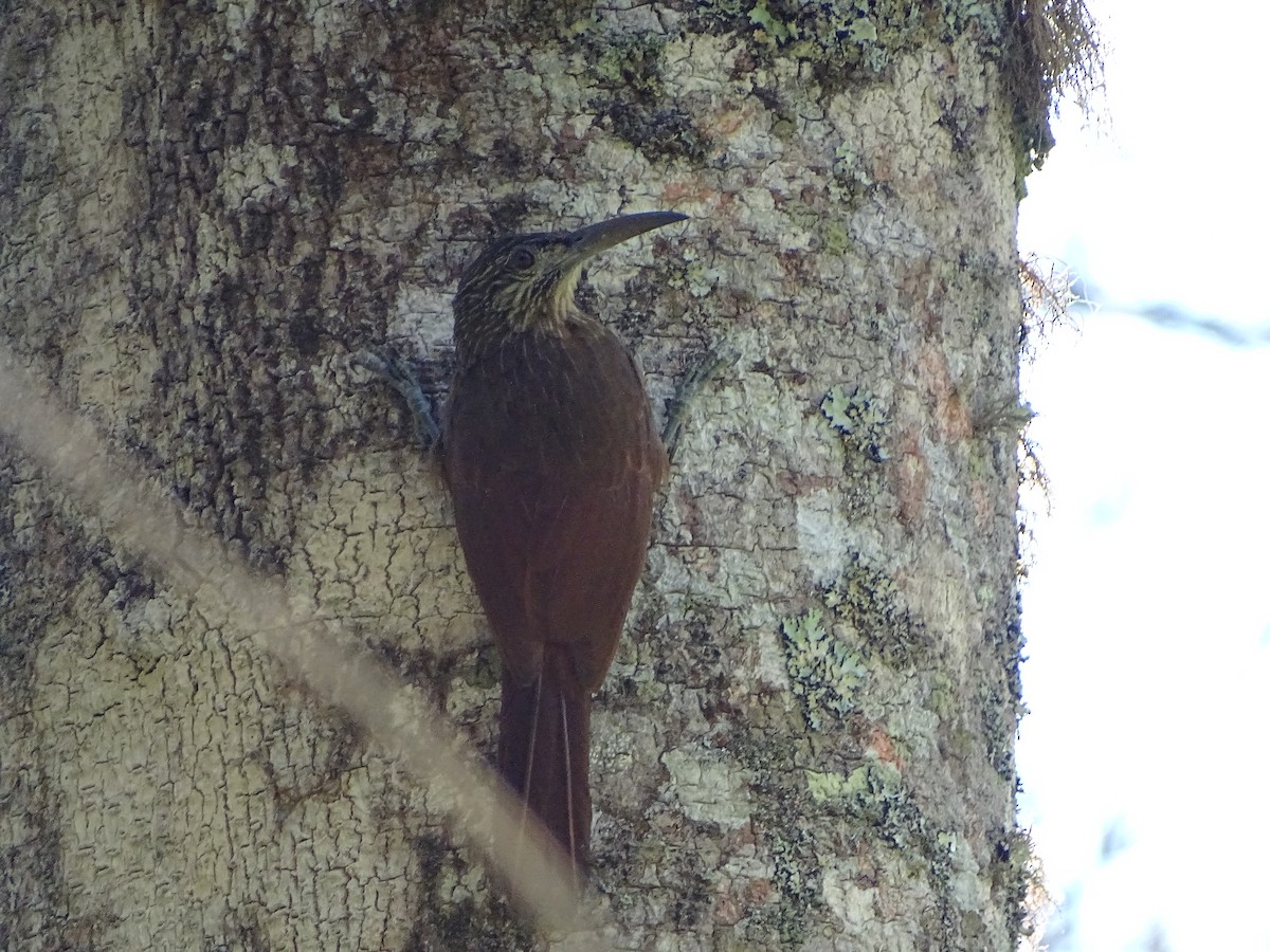 Strong-billed Woodcreeper - ML141785871