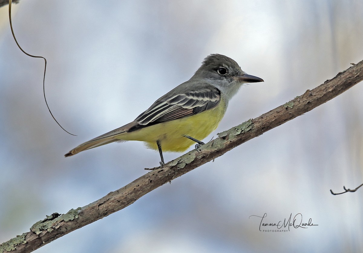 Great Crested Flycatcher - Tammy McQuade