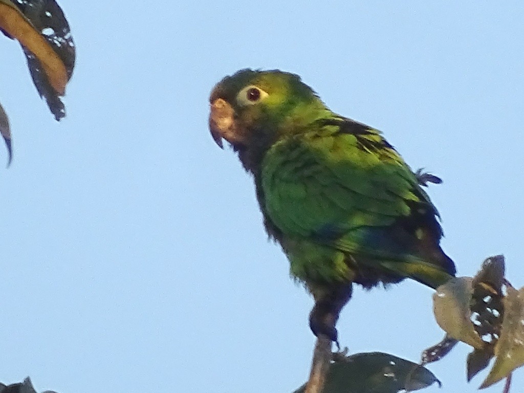 Olive-throated Parakeet (Aztec) - ML141786621