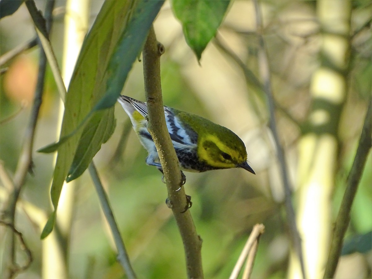Black-throated Green Warbler - Alfonso Auerbach