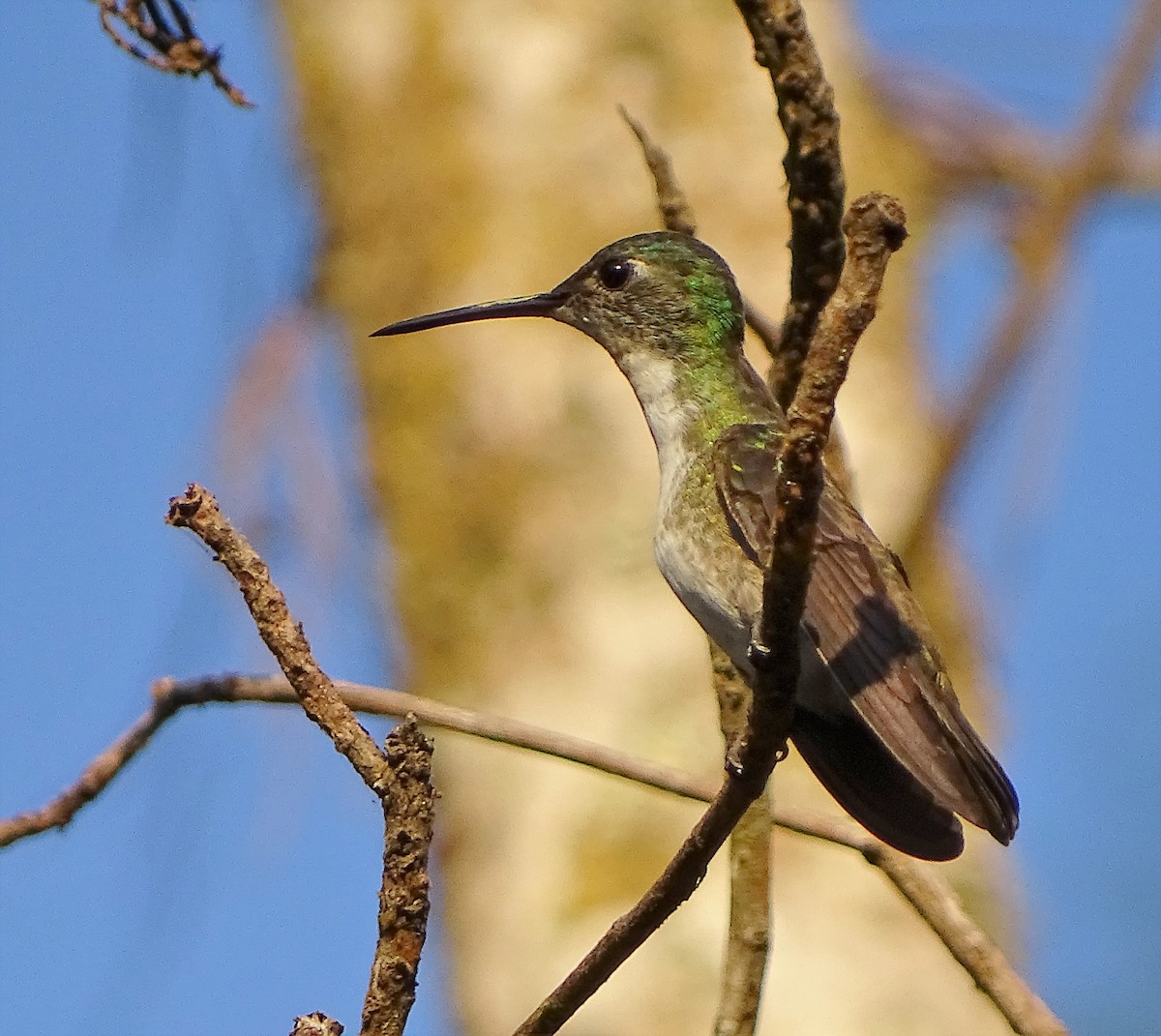 Azure-crowned Hummingbird - ML141786891
