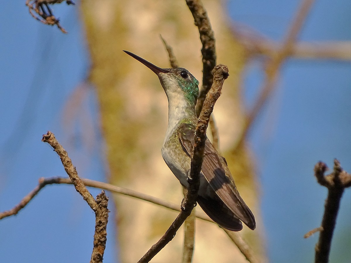 Azure-crowned Hummingbird - ML141786901
